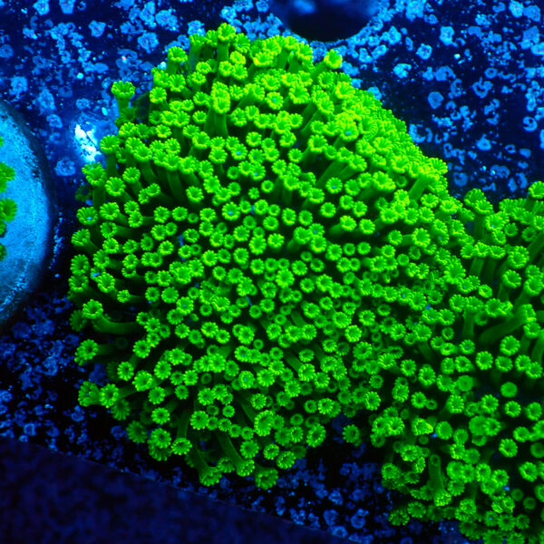 TC Alveopora minuta Toxic Green