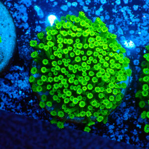 TC Alveopora minuta Toxic Green
