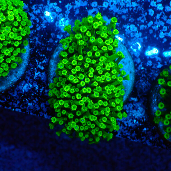 TC Alveopora minuta Toxic Green