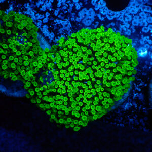 TC Alveopora minuta Toxic Green