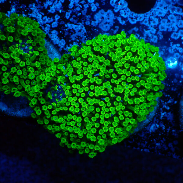 TC Alveopora minuta Toxic Green