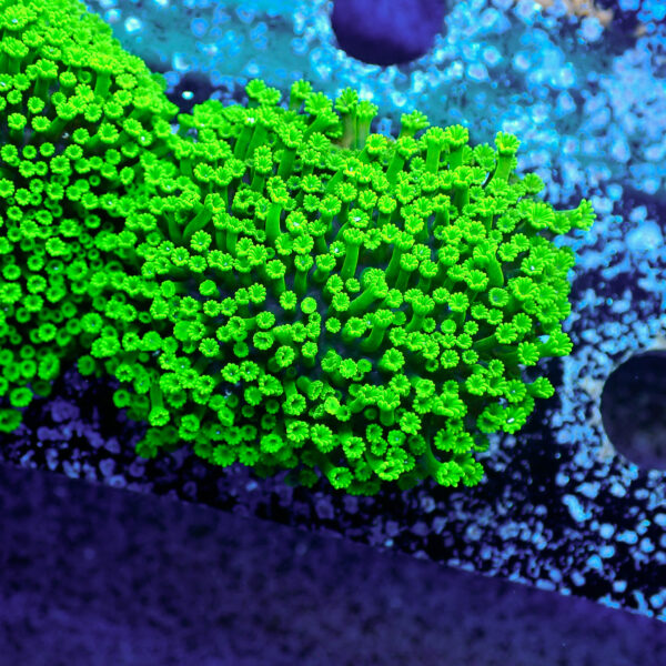 TC Alveopora minuta Toxic Green - Imagen 2