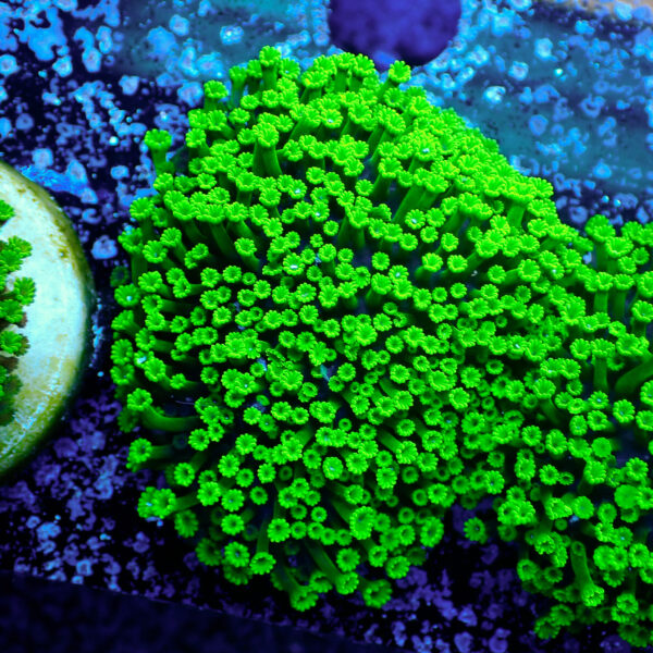 TC Alveopora minuta Toxic Green - Imagen 2