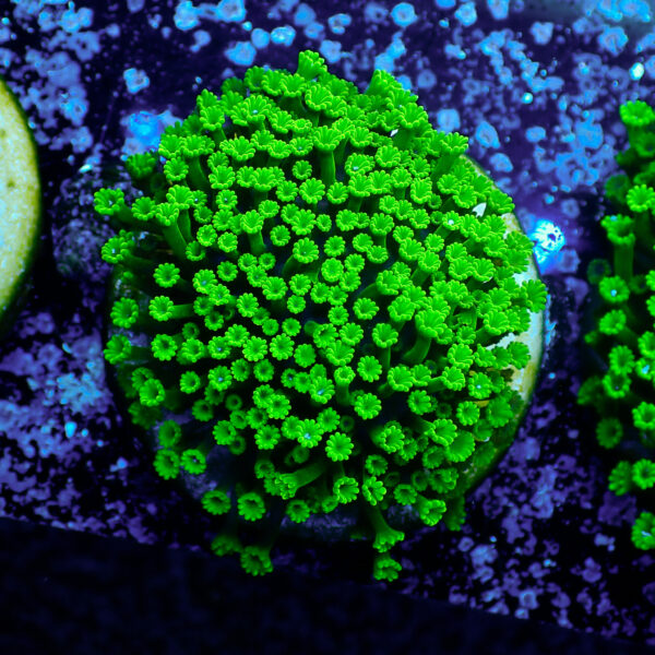 TC Alveopora minuta Toxic Green - Imagen 2