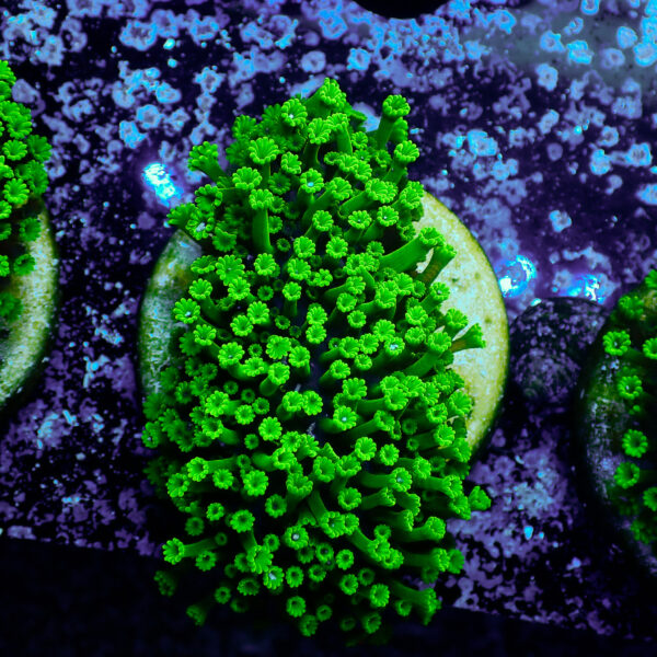 TC Alveopora minuta Toxic Green - Imagen 2