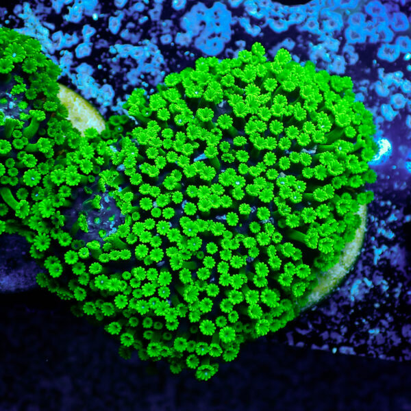 TC Alveopora minuta Toxic Green - Imagen 2