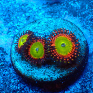TC Zoanthus Bowser