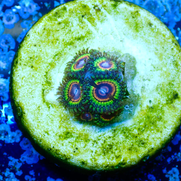 TC Zoanthus Rainbow Eclipse - Imagen 2