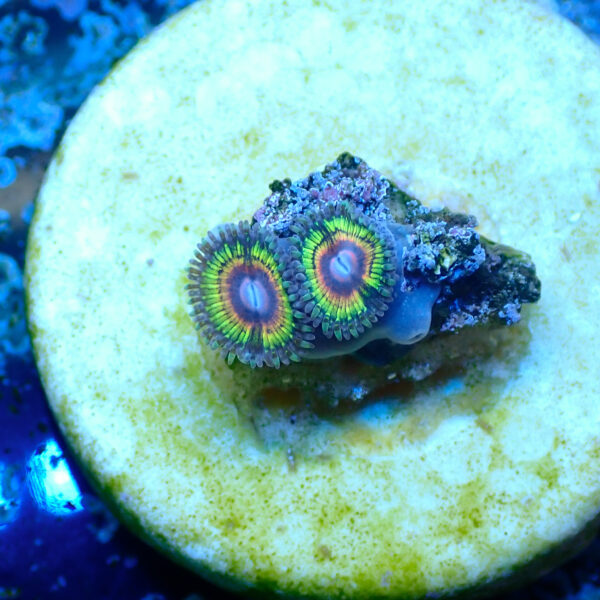 TC Zoanthus Rainbow Eclipse - Imagen 2