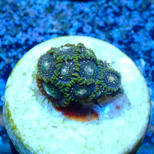 TC Zoanthus Blackberry Voodoo - Imagen 2