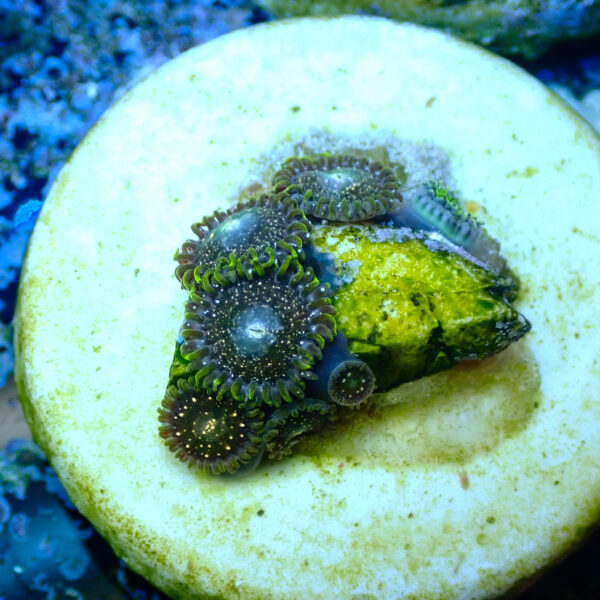 TC Zoanthus Blackberry Voodoo - Imagen 2