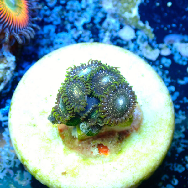 TC Zoanthus Blackberry Voodoo - Imagen 2
