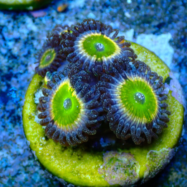 TC Zoanthus Tinkerbell - Imagen 2