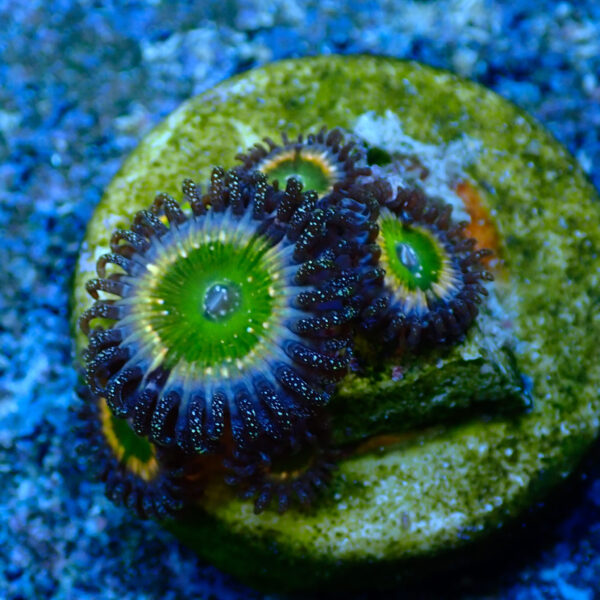 TC Zoanthus Tinkerbell - Imagen 2