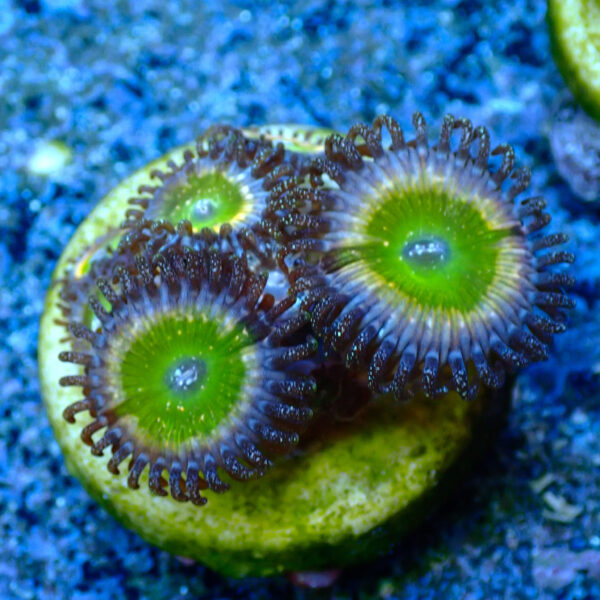 TC Zoanthus Tinkerbell - Imagen 2