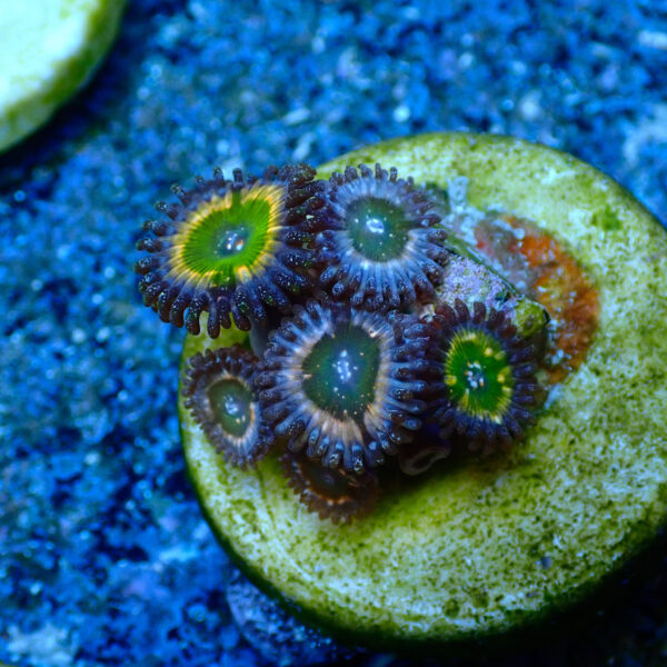 TC Zoanthus Tinkerbell - Imagen 2
