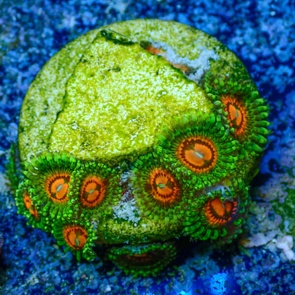 TC Zoanthus Rainbow Incinerator - Imagen 2