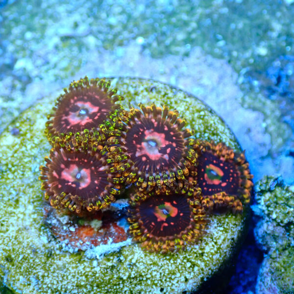 TC Zoanthus Space Chaos - Imagen 2
