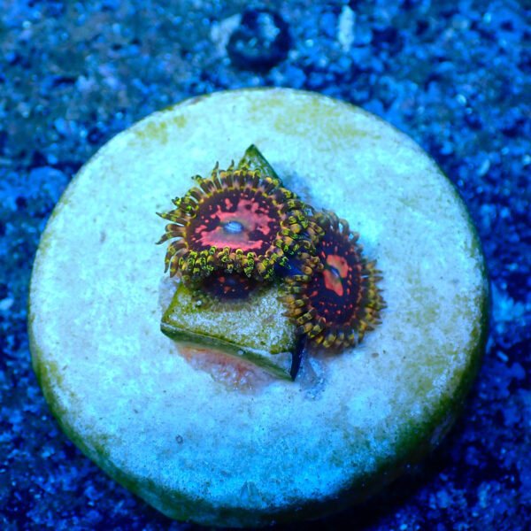 TC Zoanthus Space Chaos - Imagen 2