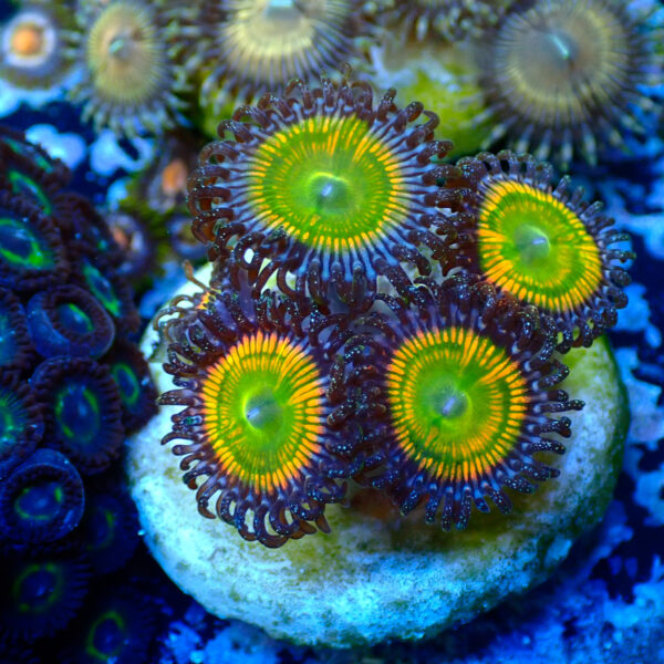 TC Zoanthus Sunny Delight - Imagen 2
