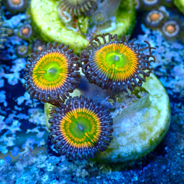 TC Zoanthus Sunny Delight - Imagen 2