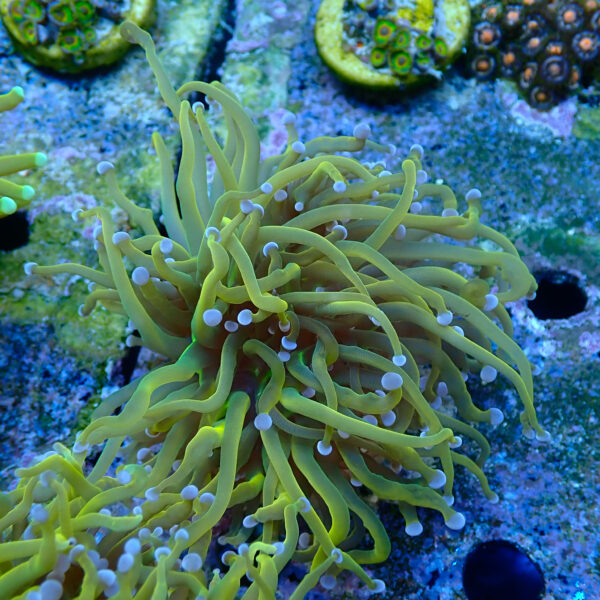 TC Euphyllia Glabrecens Rapunzel - Imagen 2