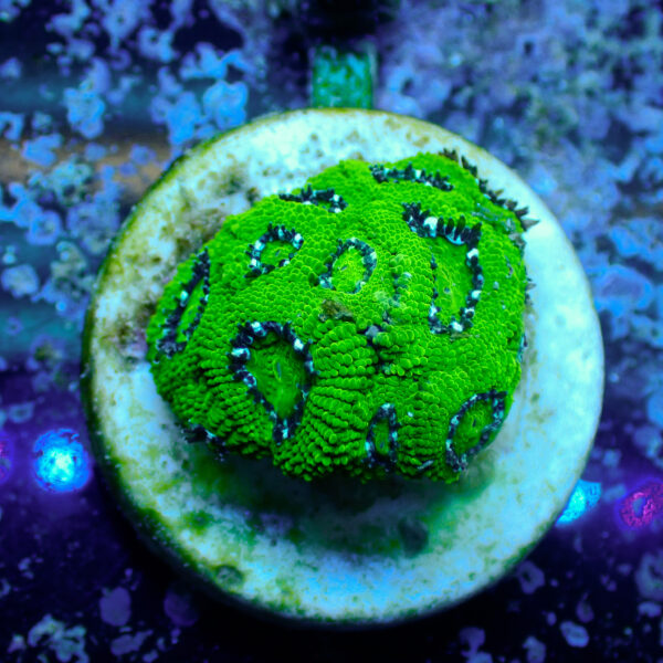 TC Micromussa amakusensis Hulk - Imagen 2