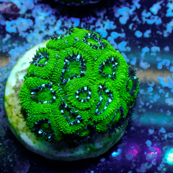 TC Micromussa amakusensis Hulk frag XL - Imagen 2