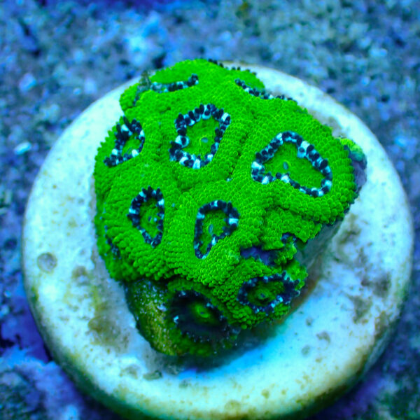 TC Micromussa amakusensis Hulk - Imagen 2