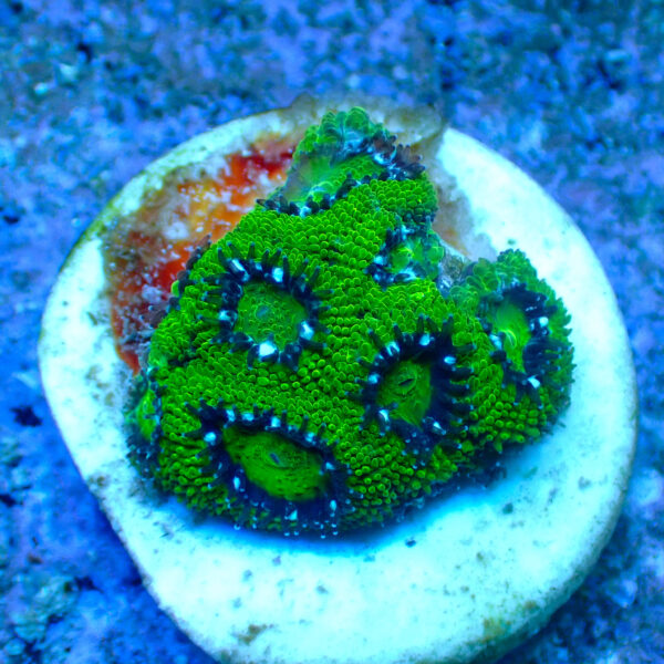 TC Micromussa amakusensis Hulk - Imagen 2