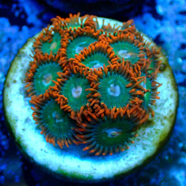 TC Zoanthus Gatorade - Imagen 2