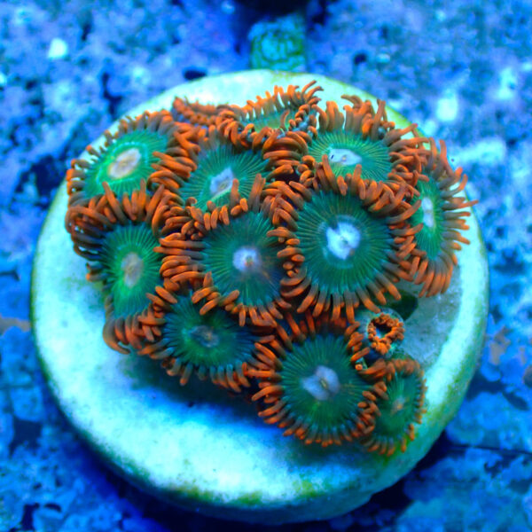 TC Zoanthus Gatorade - Imagen 2