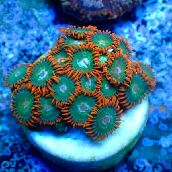 TC Zoanthus Gatorade - Imagen 2