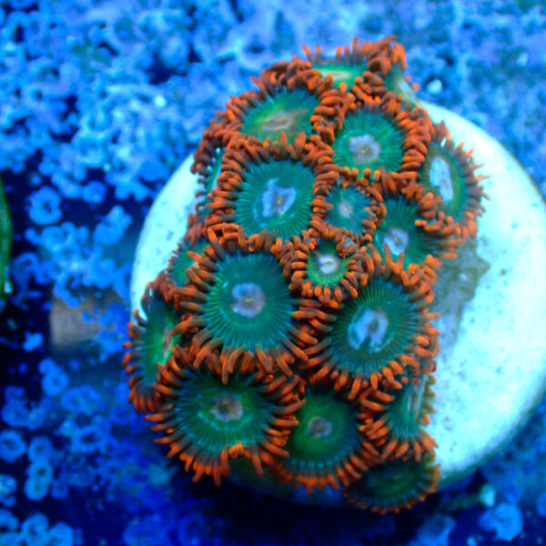 TC Zoanthus Gatorade - Imagen 2
