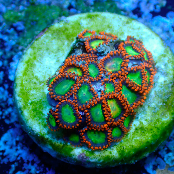TC Zoanthus Goblins Fire - Imagen 2