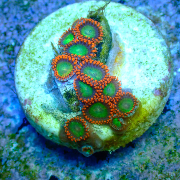 TC Zoanthus Goblins Fire - Imagen 2