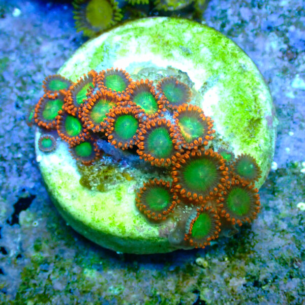 TC Zoanthus Goblins Fire - Imagen 2