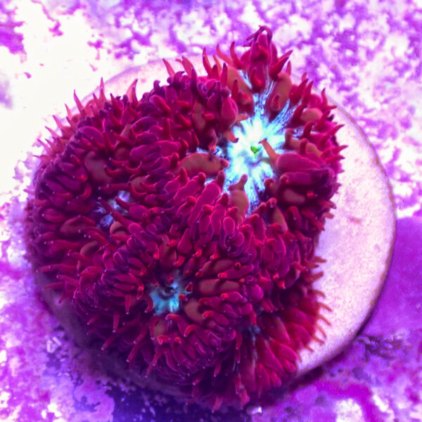 TC Blastomussa Merletti Ultron - Imagen 2
