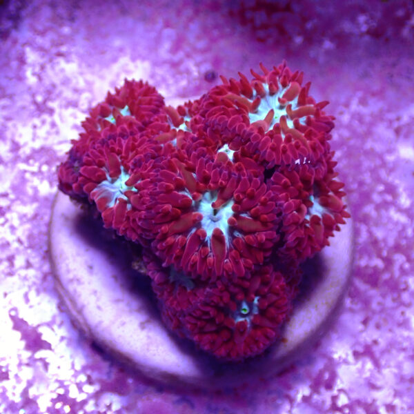 TC Blastomussa Merletti Ultron frag XL - Imagen 2
