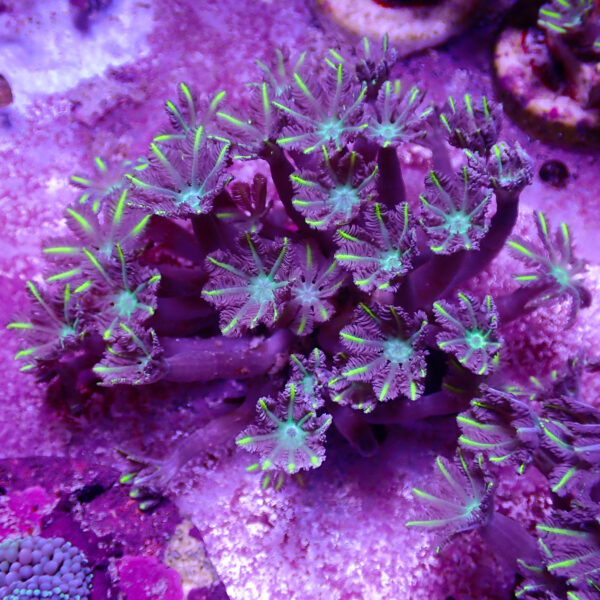 TC Clavularia Yellow Colonia - Imagen 2