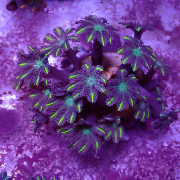 TC Clavularia Yellow frag XL - Imagen 2