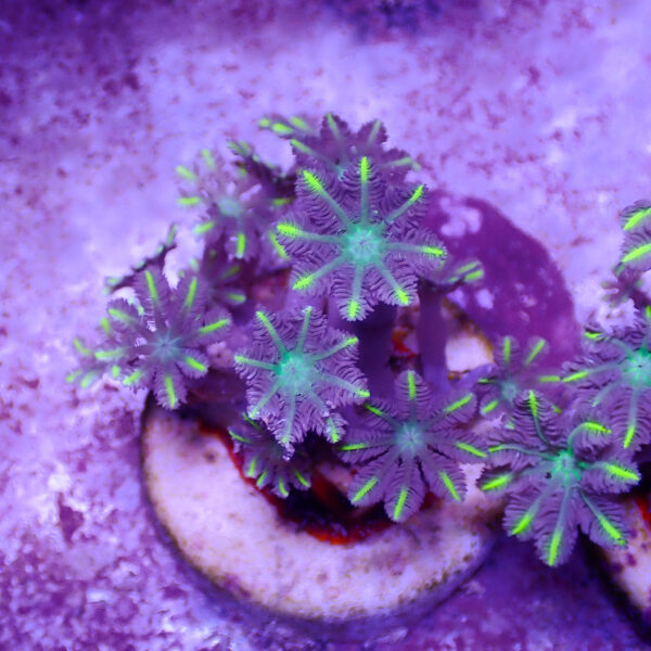 TC Clavularia Yellow - Imagen 2