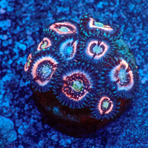 TC Zoanthus Ice Phantom