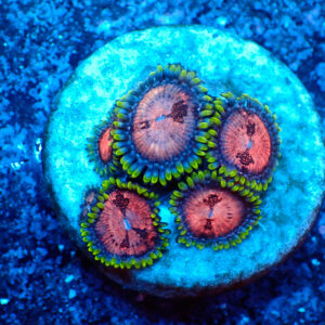 TC Zoanthus Space Monster