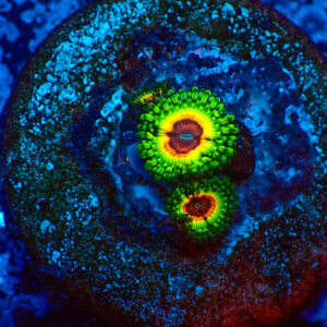 TC Zoanthus Little Shop of Horrors