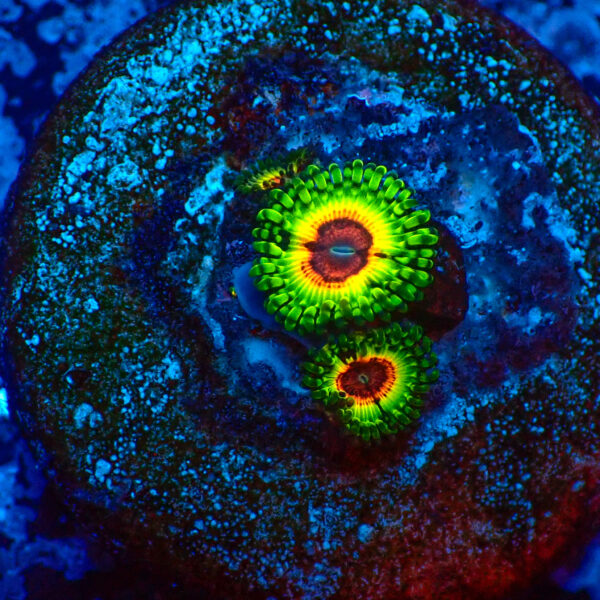TC Zoanthus Little Shop of Horrors
