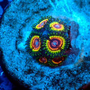 TC Zoanthus Rainbow Eclipse