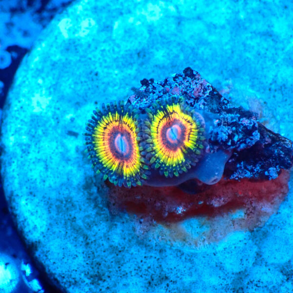 TC Zoanthus Rainbow Eclipse