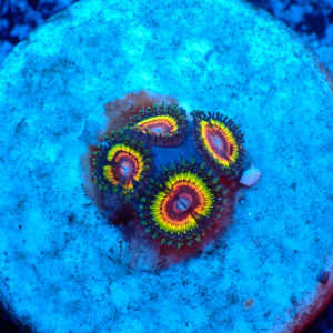 TC Zoanthus Rainbow Eclipse