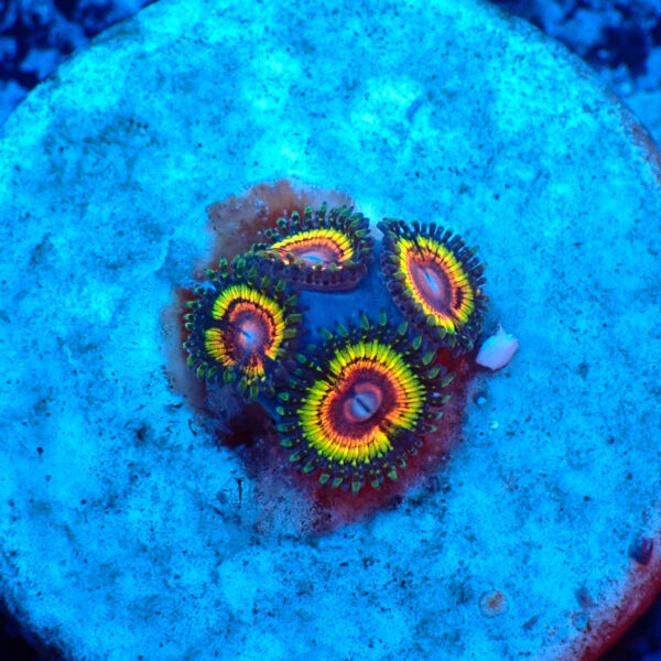 TC Zoanthus Rainbow Eclipse